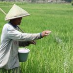 Manfaat Pupuk Urea untuk Pertumbuhan Tanaman