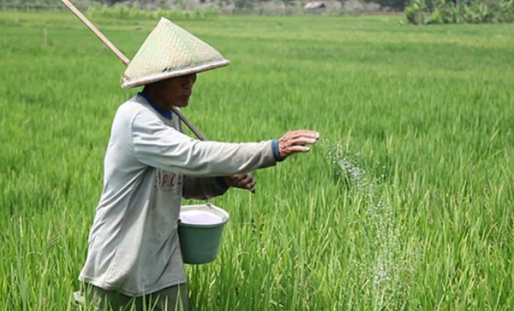 Manfaat Pupuk Urea untuk Pertumbuhan Tanaman