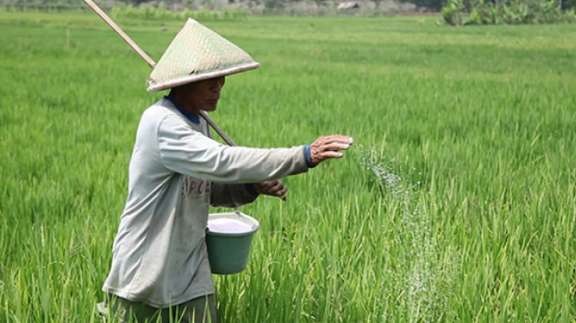 Manfaat Pupuk Urea untuk Pertumbuhan Tanaman